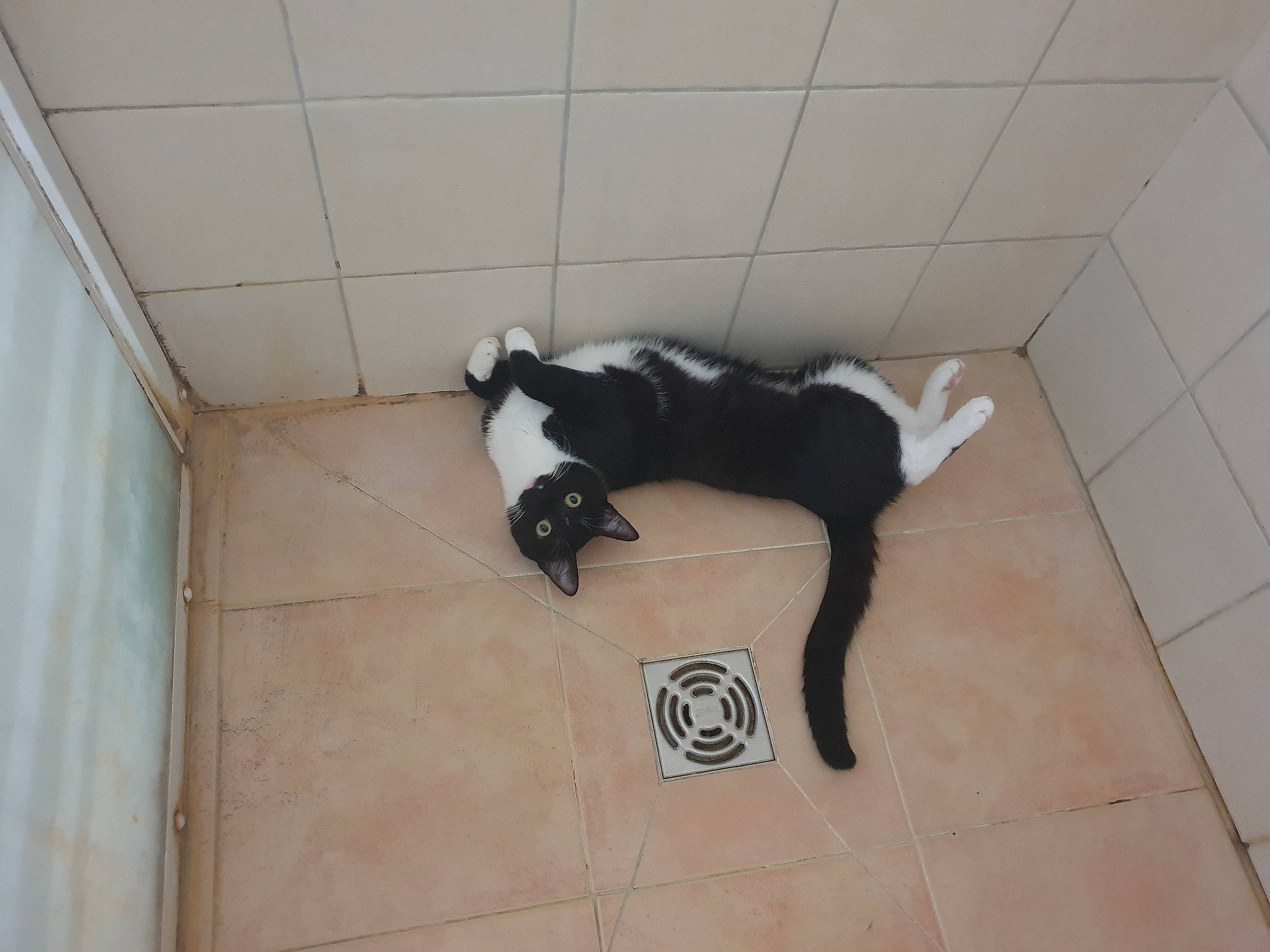 Lucifer participe au concours pour gagner de l'argent avec cette photo : carnivore, cat, comfort, dog_breed, felidae, floor, flooring, fur, hardwood, human_leg, sculpture, shadow, small_to_medium_sized_cats, snout, sporting_group, suit, tail, terrestrial_animal, tile, wood