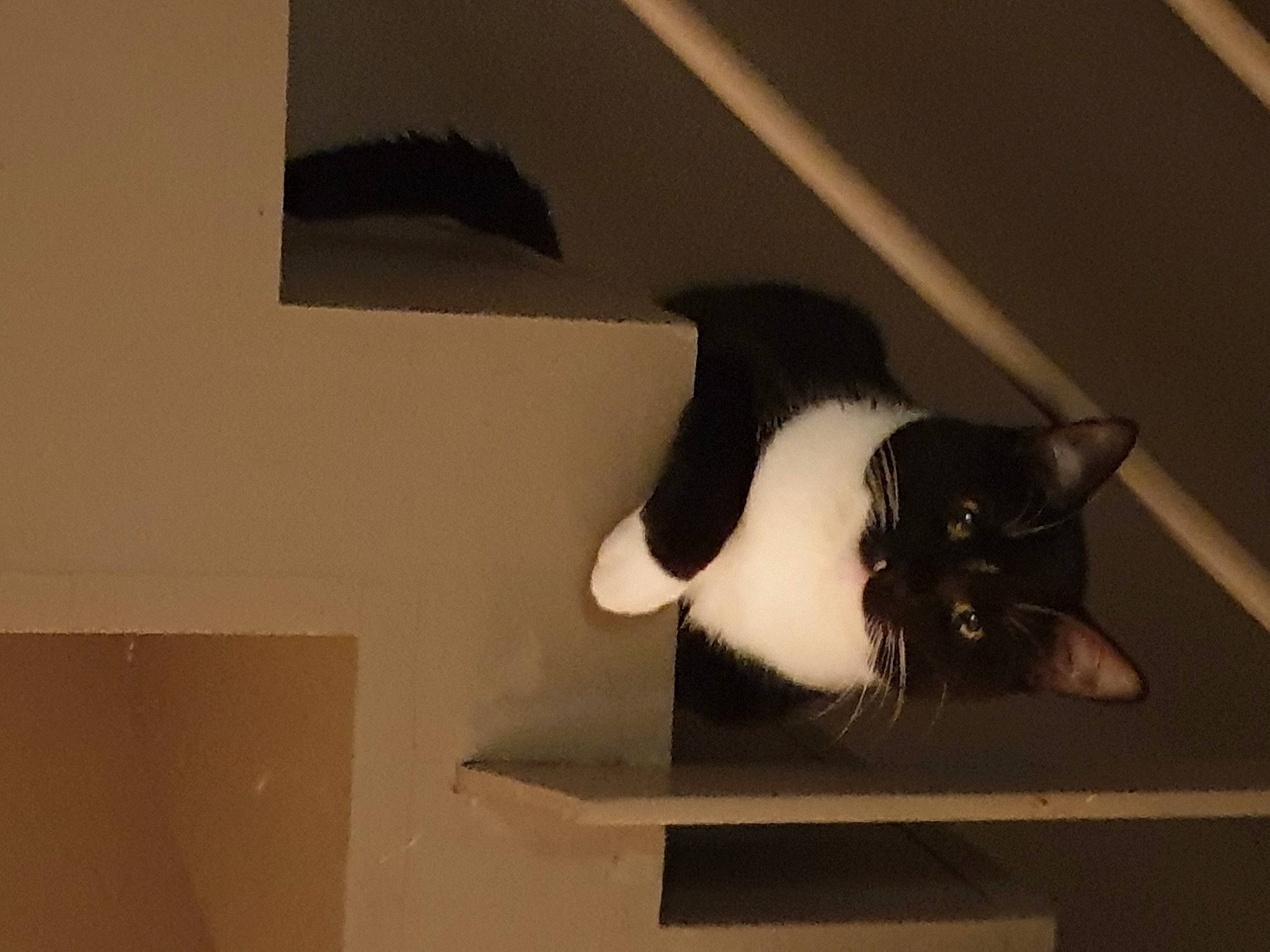 Lucifer participe au concours pour gagner de l'argent avec cette photo : black_cat, carmine, carnivore, cat, domestic_short_haired_cat, felidae, flooring, fur, paper, paper_product, paw, room, shadow, small_to_medium_sized_cats, snout, tail, tints_and_shades, whiskers, window, wood