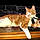 Shere Khan