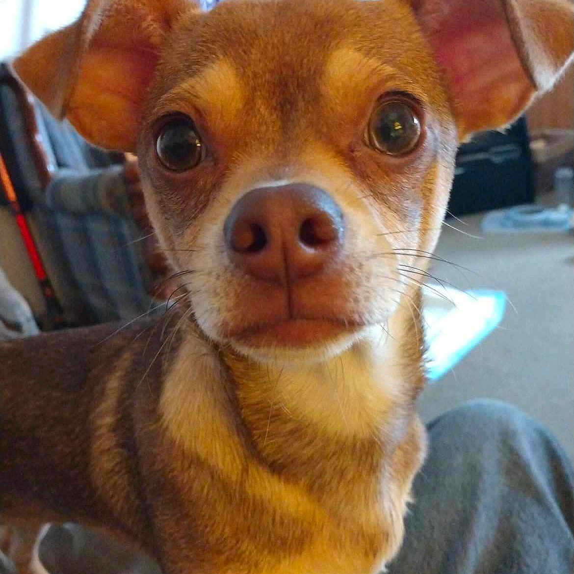 Toby joined the competition — help win amazing prizes! animal, brown_fur, canine, close_up, curious, curtains, cute, dog, domestic_animal, ears, eyes, floor, furniture, indoors, living_room, pet, portrait, small_dog, snout, whiskers