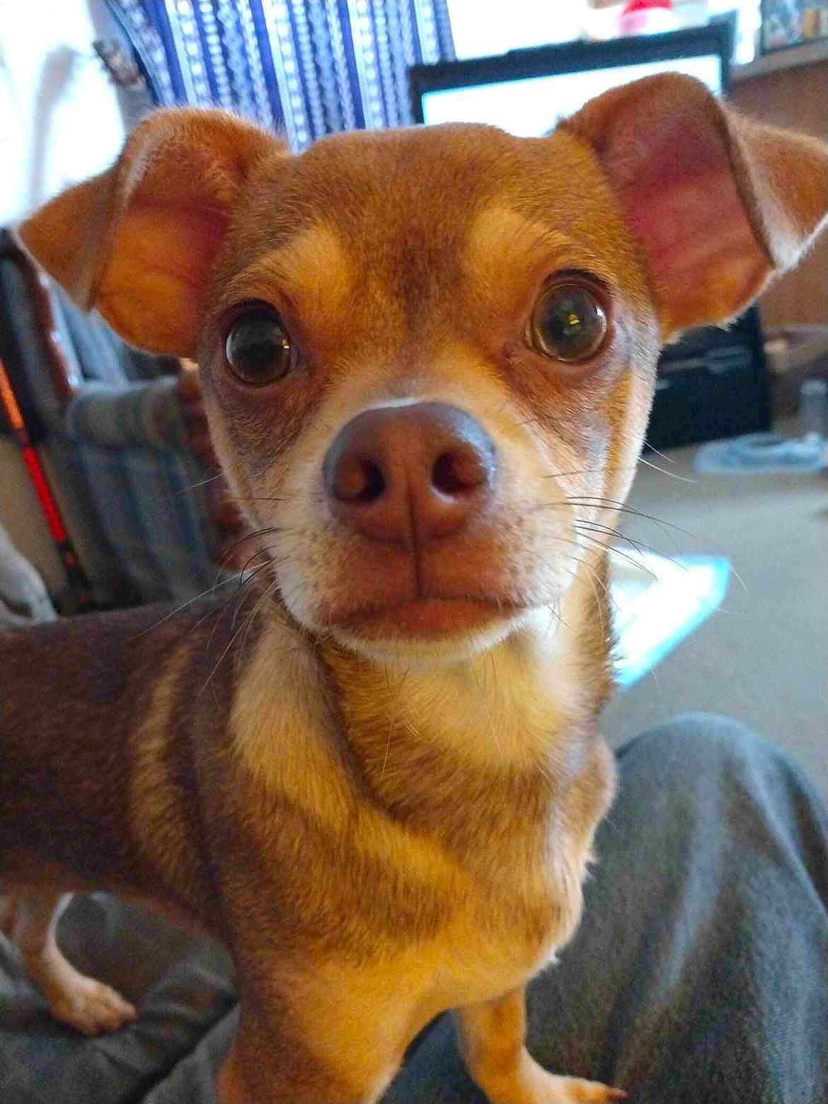 Toby joined the competition — help win amazing prizes! dog, small_dog, pet, indoors, close_up, curious, ears, eyes, living_room, furniture, curtains, canine, animal, cute, domestic_animal, brown_fur, portrait, whiskers, snout, floor