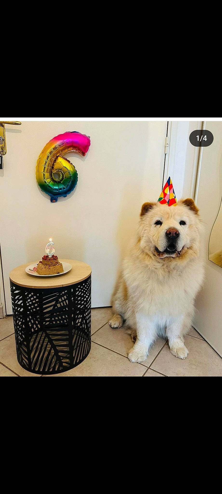 Oumi a rejoint le concours — aidez-le/la à gagner de superbes lots ! art, ball, carnivore, companion_dog, couch, dog, dog_breed, dog_supply, event, fashion_accessory, flooring, font, fur, german_spitz, ornament, party_supply, pattern, spitz, table, tail