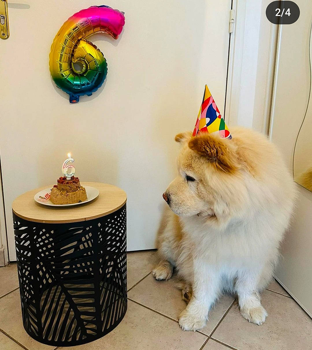 Oumi participe au concours pour gagner de l'argent avec cette photo : art, balloon, carnivore, collar, companion_dog, dog, dog_breed, fawn, felidae, flooring, font, fur, party_supply, room, small_to_medium_sized_cats, table, tail, toy_dog, whiskers, wicker