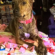Looloo is registered to the contest to win money with this photo: animal, boxer, bulldog, canine, computerhardware, cream, dessert, dog, electronics, food, greatdane, hardware, hound, labradorretriever, monitor, pet, pitbull, puppy, screen, terrier