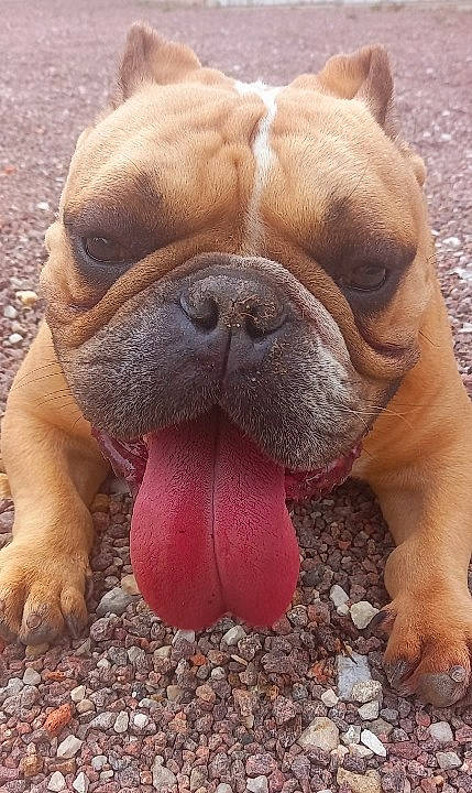 Micro participe au concours pour gagner de l'argent avec cette photo : ancient_dog_breeds, bulldog, canidae, carnivore, close_up, companion_dog, dog, dog_breed, fawn, grass, molosser, non_sporting_group, ori_pei, snout, sporting_group, terrestrial_animal, whiskers, working_animal, working_dog, wrinkle