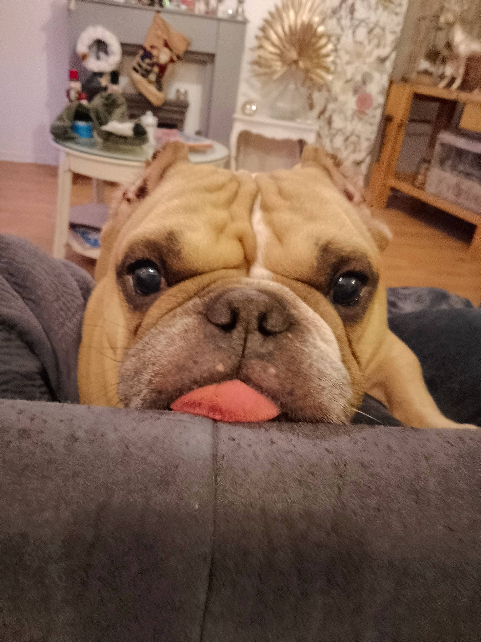 Micro a rejoint le concours — aidez-le/la à gagner de superbes lots ! bulldog, canidae, carnivore, comfort, companion_dog, dog, dog_breed, fawn, flooring, non_sporting_group, picture_frame, shelf, snout, sporting_group, terrestrial_animal, toy_dog, white_english_bulldog, wood, working_animal, wrinkle