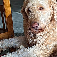 Luna joined the competition — help win amazing prizes! dog, curly_fur, indoor, wooden_chair, rug, sunlight, pet, canine, relaxed, close_up, floor, fur_texture, animal, resting, domestic, mammal, companion, warm_light, household, cozy