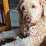 dog, curly_fur, indoor, wooden_chair, rug, sunlight, pet, canine, relaxed, close_up, floor, fur_texture, animal, resting, domestic, mammal, companion, warm_light, household, cozy