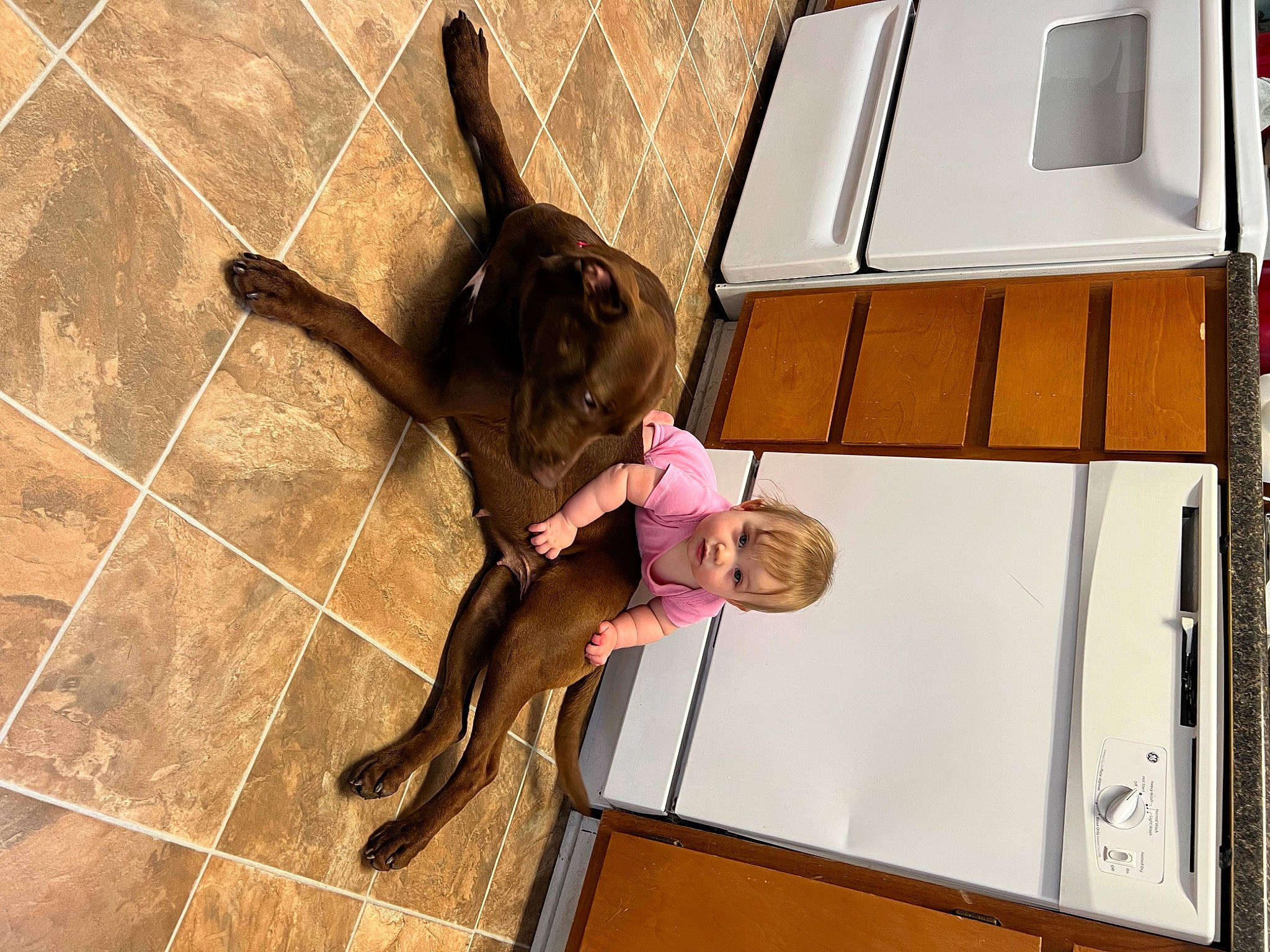 Kamila joined the competition — help win amazing prizes! carnivore, companion_dog, dog_breed, fawn, felidae, flooring, fun, fur, guard_dog, happy, hardwood, kitchen_appliance, leash, leisure, metal, person, small_to_medium_sized_cats, sporting_group, tail, toy_dog