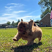 Pecan joined the competition — help win amazing prizes! puppy, dog, grass, outdoor, sunny, running, small_dog, playful, animal, pet, fur, cute, daylight, nature, mammal, grass_field, ears, mouth_open, active, young