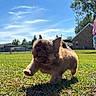 puppy, dog, grass, outdoor, sunny, running, small_dog, playful, animal, pet, fur, cute, daylight, nature, mammal, grass_field, ears, mouth_open, active, young