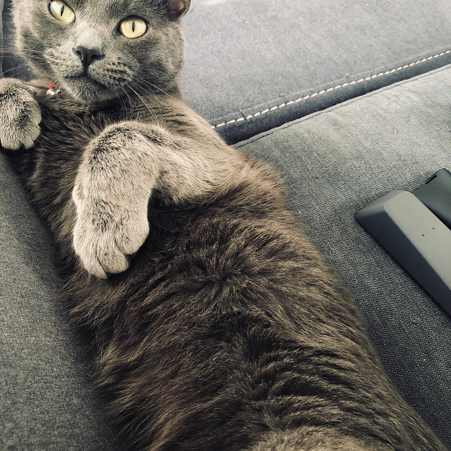 Kolohe