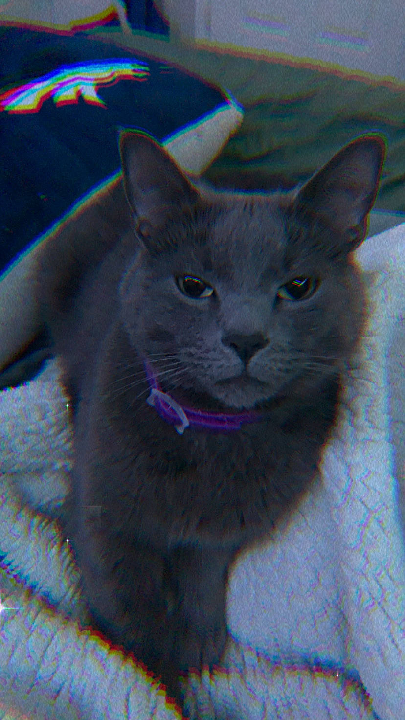 Kolohe is registered to the contest to win money with this photo: carnivore, cat, domestic_short_haired_cat, electric_blue, felidae, fur, russian_blue, small_to_medium_sized_cats, snout, terrestrial_animal, whiskers