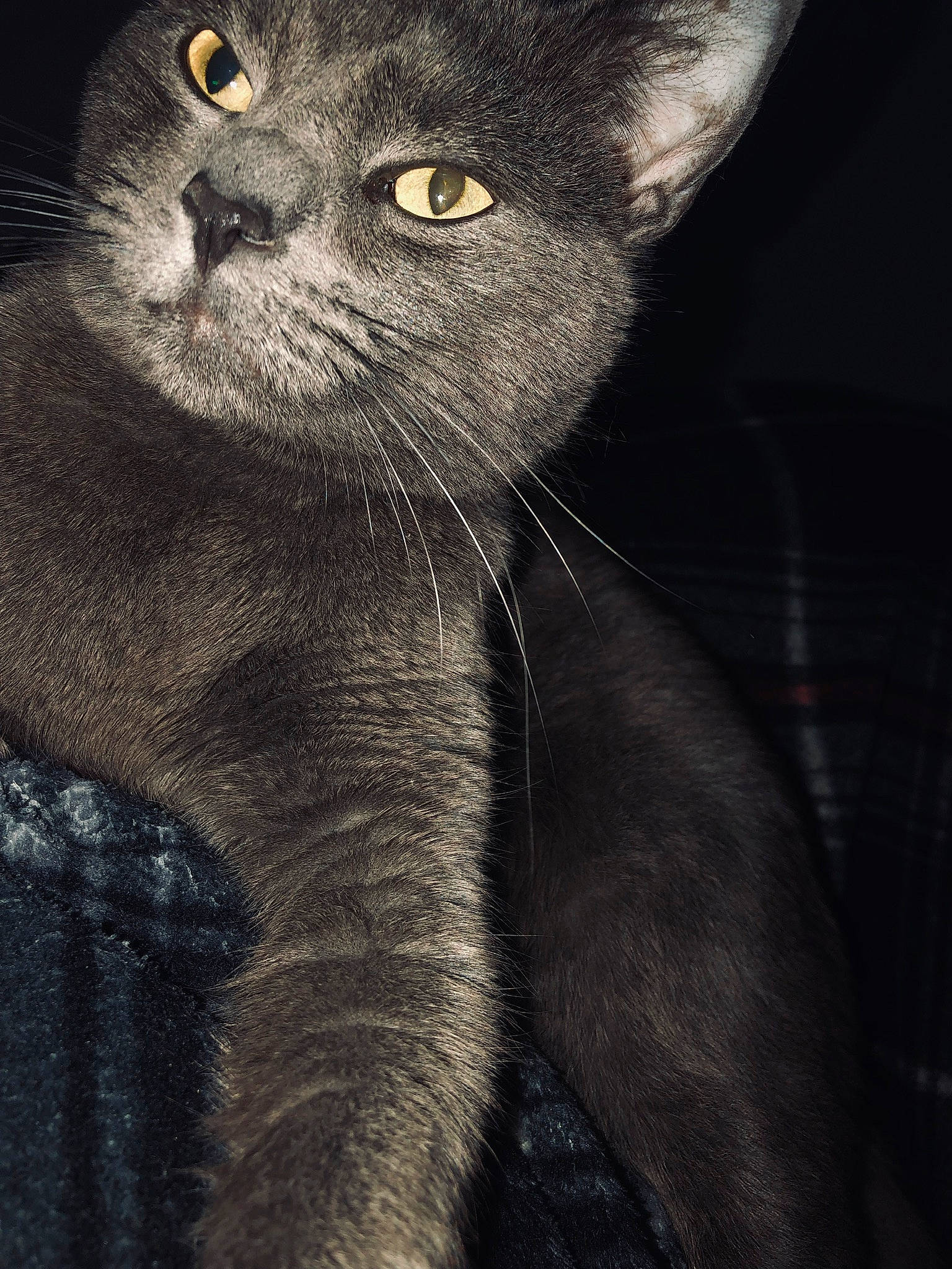 Kolohe joined the competition — help win amazing prizes! carnivore, cat, darkness, domestic_short_haired_cat, ear, electric_blue, felidae, fur, grey, monochrome_photography, russian_blue, small_to_medium_sized_cats, snout, terrestrial_animal, whiskers