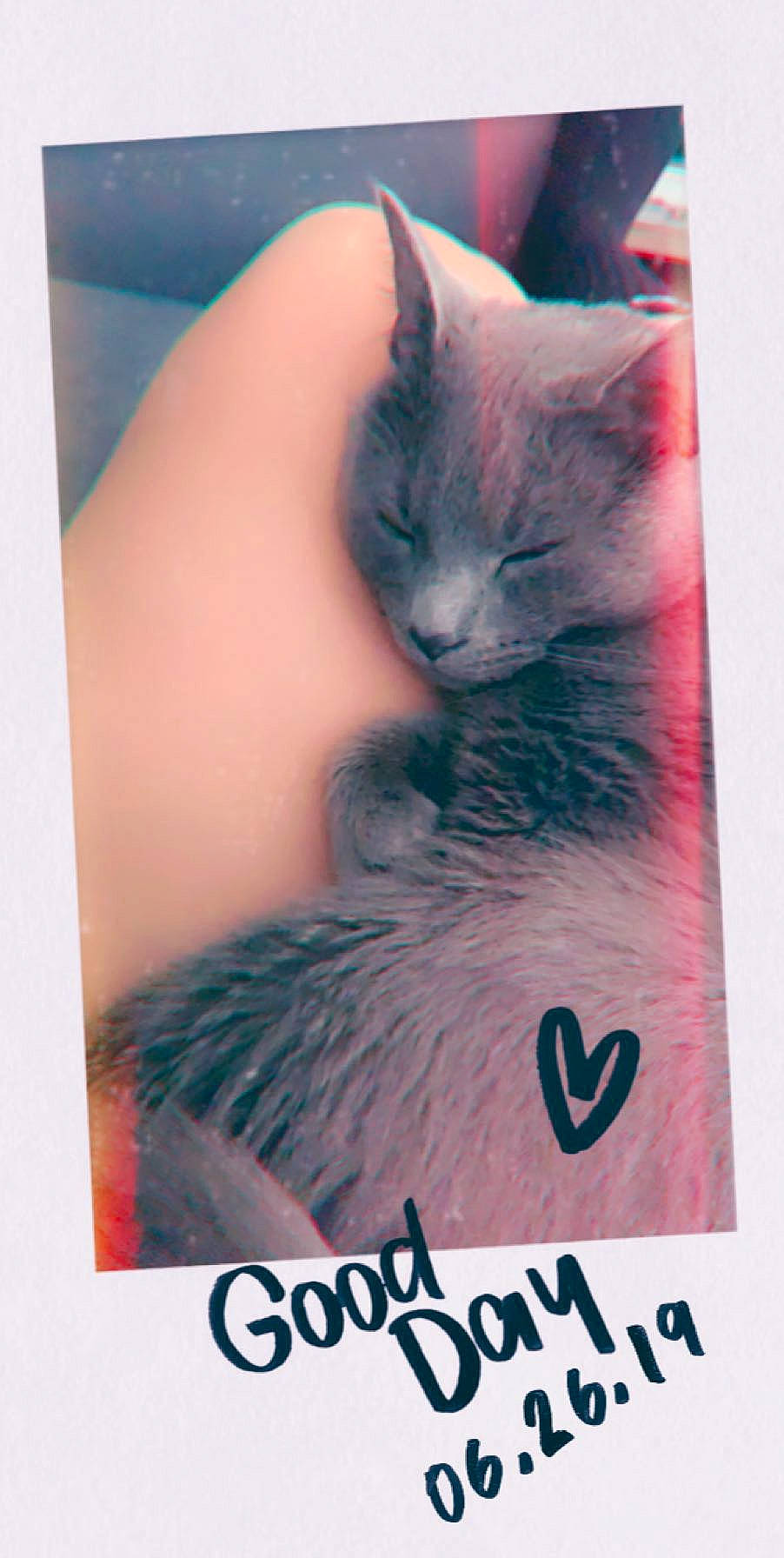 Kolohe is registered to the contest to win money with this photo: box, carnivore, cat, cat_supply, creative_arts, electric_blue, felidae, font, fur, graphic_design, graphics, magenta, packaging_and_labeling, paper, paw, photo_caption, rectangle, small_to_medium_sized_cats, tail, whiskers