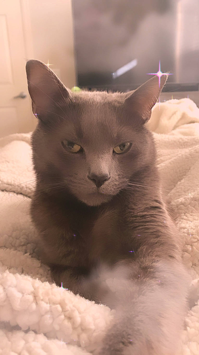 Kolohe joined the competition — help win amazing prizes! carnivore, cat, cat_supply, comfort, domestic_short_haired_cat, felidae, fur, russian_blue, small_to_medium_sized_cats, snout, terrestrial_animal, whiskers, window