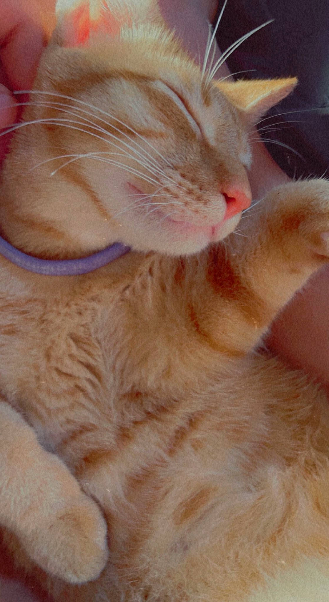 Hoku joined the competition — help win amazing prizes! carnivore, cat, claw, comfort, domestic_short_haired_cat, ear, eye, fawn, felidae, foot, fur, gesture, nail, paw, small_to_medium_sized_cats, snout, tail, whiskers, wrinkle