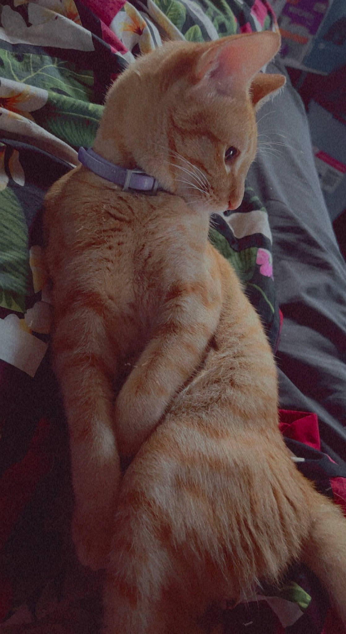 Hoku joined the competition — help win amazing prizes! carnivore, cat, claw, comfort, ear, fawn, felidae, fur, gesture, hat, paw, small_to_medium_sized_cats, tail, terrestrial_animal, whiskers, wrinkle