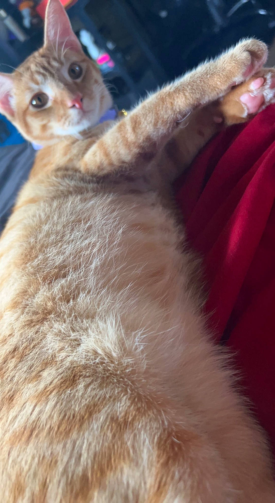 Hoku joined the competition — help win amazing prizes! carnivore, cat, claw, close_up, comfort, domestic_short_haired_cat, ear, eye, fawn, felidae, fur, head, magenta, mammal, paw, small_to_medium_sized_cats, snout, tail, whiskers