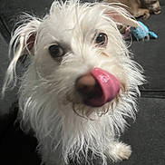 Cotton joined the competition — help win amazing prizes! dog, white_dog, brown_dog, tongue_out, close_up, scruffy, pet, cute, animal, indoor, sofa, toy, curious, playful, fur, canine, companion, domestic_animal, couch, background