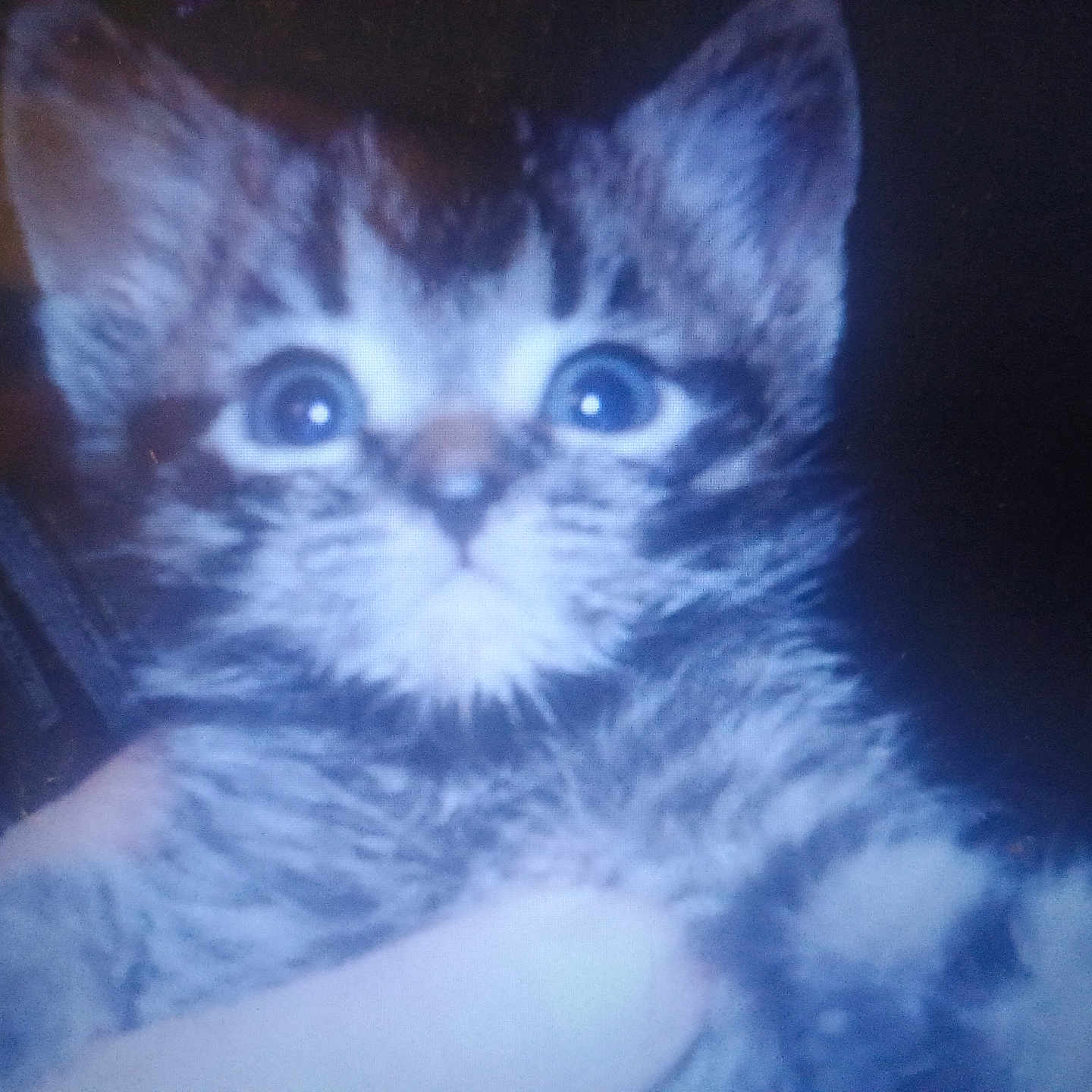 Tigre