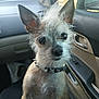 animal, canine, car, closeup, collar, companion, curious, dog, door, ears, fur, indoor, interior, looking, paw, pet, scruffy, seat, sitting, window