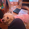 dog, pink_sweater, tongue_out, indoor, wooden_floor, box, tools, clutter, metal_bowl, furniture, plastic_bag, instruction_manual, person_leg, household_items, closeup, pet, curly_fur, looking_up, messy_room, floor