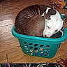 dog, laundry_basket, curled_up, wooden_floor, clothes, indoor, pet, sleepy, cozy, brown_and_white, basket, floor_mat, household, food_bowl, dog_food, relaxed, domestic, resting, ear_tag, pet_care