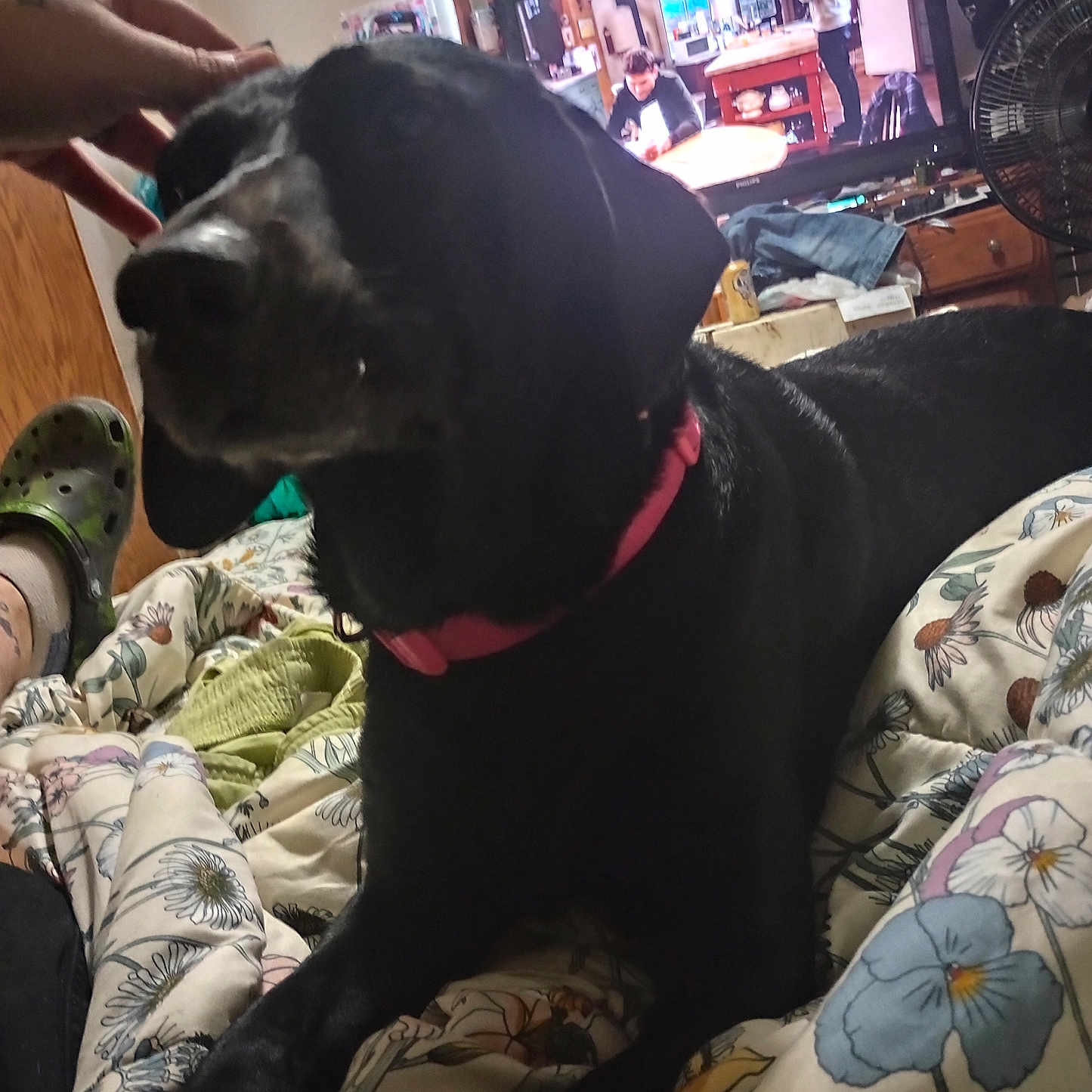 Pumi