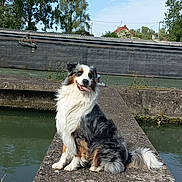 Phalko participe au concours pour gagner de l'argent avec cette photo : animal, australian_shepherd, calm, canine, concrete, daytime, dog, fur, greenery, happy, landscape, nature, outdoor, pier, river, sitting, sky, tongue_out, trees, water