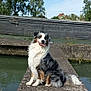 animal, australian_shepherd, calm, canine, concrete, daytime, dog, fur, greenery, happy, landscape, nature, outdoor, pier, river, sitting, sky, tongue_out, trees, water