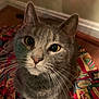 cat, gray_cat, tabby, pet, animal, whiskers, close_up, indoor, blanket, patterned_blanket, floor, wood_floor, curious, looking_up, feline, domestic_cat, cute, ears, eyes, face