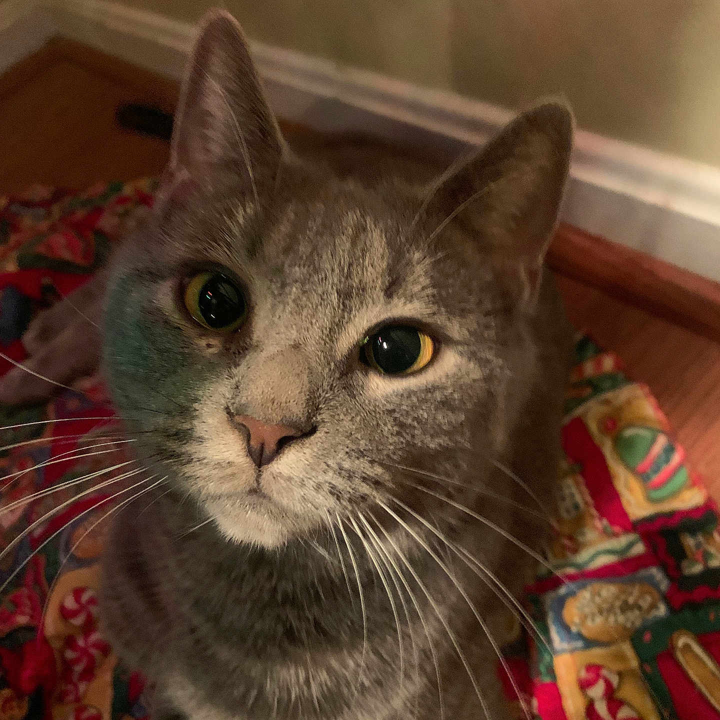 Misty joined the competition — help win amazing prizes! animal, blanket, cat, close_up, curious, cute, domestic_cat, ears, eyes, face, feline, floor, gray_cat, indoor, looking_up, patterned_blanket, pet, tabby, whiskers, wood_floor