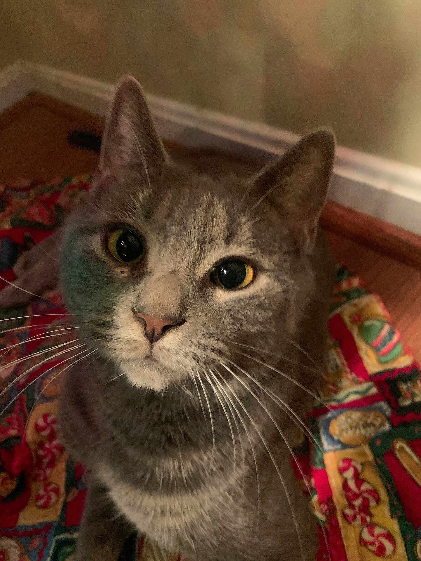 Misty joined the competition — help win amazing prizes! cat, gray_cat, tabby, pet, animal, whiskers, close_up, indoor, blanket, patterned_blanket, floor, wood_floor, curious, looking_up, feline, domestic_cat, cute, ears, eyes, face