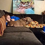 Rocky joined the competition — help win amazing prizes! artwork, blanket, blue_clothing, brown, canine, casual, couch, decor, dog, furniture, home, indoor, living_room, painting, person, photo_frame, portrait, relaxing, resting, wall