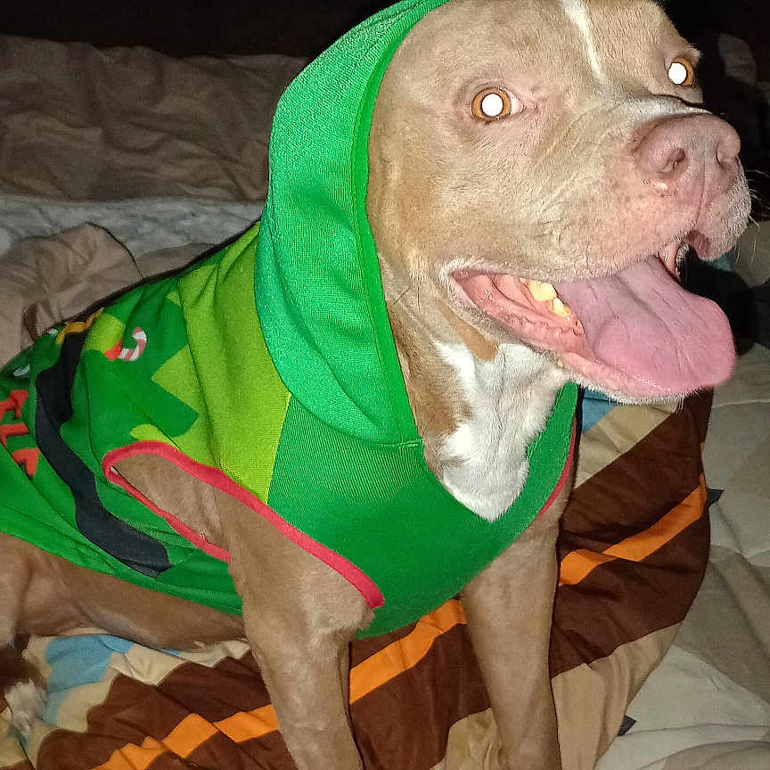 Rocky joined the competition — help win amazing prizes! animal, bed, blanket, canine, cute, dog, domestic_animal, ears, flash, fur, green_clothing, happy, hoodie, indoor, mouth_open, paw, pet, portrait, sitting, tongue_out