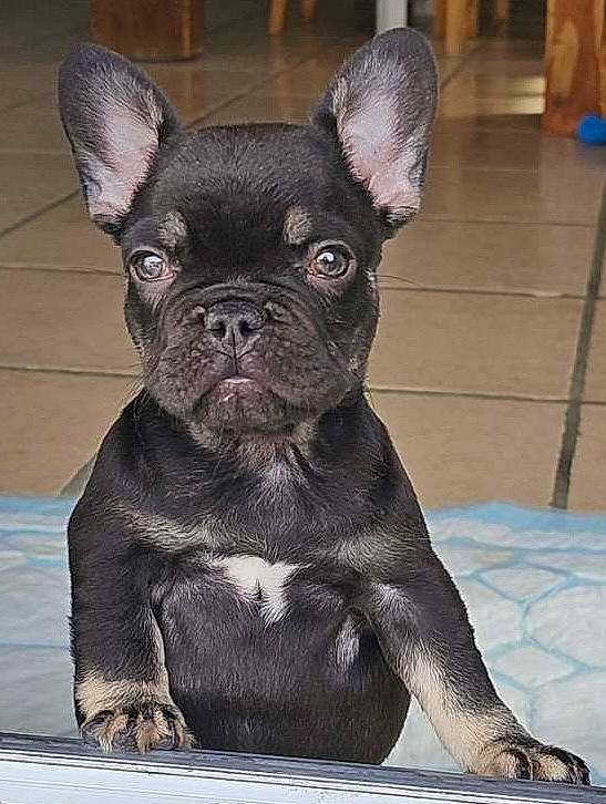 Uno participe au concours pour gagner de l'argent avec cette photo : bulldog, canidae, carnivore, comfort, companion_dog, dog, dog_breed, ear, fawn, french_bulldog, fur, non_sporting_group, snout, terrestrial_animal, toy_dog, whiskers, working_animal