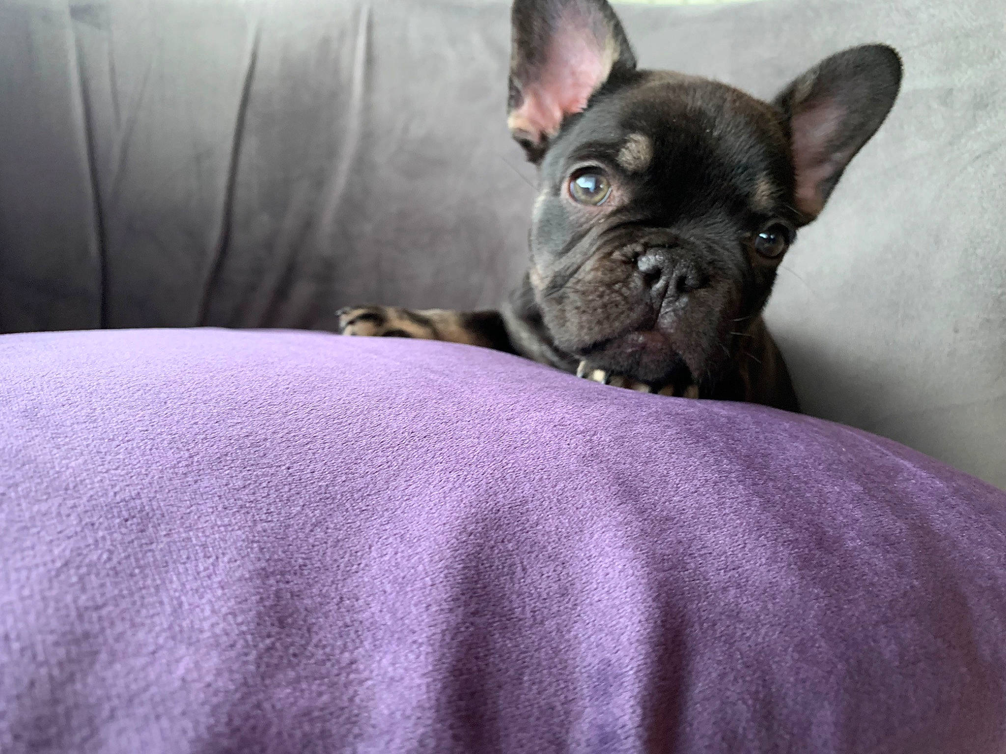 Uno a rejoint le concours — aidez-le/la à gagner de superbes lots ! bulldog, canidae, carnivore, comfort, companion_dog, dog, dog_breed, ear, fawn, grey, non_sporting_group, snout, sporting_group, toy_dog, whiskers, working_animal, wrinkle