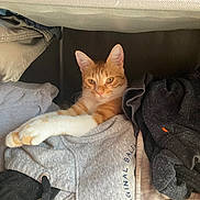 Marvel participe au concours pour gagner de l'argent avec cette photo : cat, clothes, cozy, drawer, fabric, feline, folded_clothes, fur, indoor, looking, orange_cat, paw, pet, relaxed, resting, shelf, stack, sweatshirt, text_on_clothing, white_paws