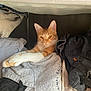 cat, clothes, cozy, drawer, fabric, feline, folded_clothes, fur, indoor, looking, orange_cat, paw, pet, relaxed, resting, shelf, stack, sweatshirt, text_on_clothing, white_paws