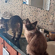 Possum is registered to the contest to win money with this photo: cats, cat, pets, feline, fluffy, long_hair, tabby, siamese, blue_eyes, animal, bathroom, countertop, sink, mirror, wallpaper, toiletries, home, indoors, portrait, curious