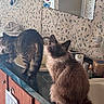 cats, cat, pets, feline, fluffy, long_hair, tabby, siamese, blue_eyes, animal, bathroom, countertop, sink, mirror, wallpaper, toiletries, home, indoors, portrait, curious