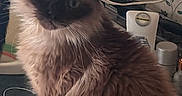 Possum is registered to the contest to win money with this photo: cat, fluffy, long_hair, color_point, blue_eyes, whiskers, ears, feline, pet, portrait, sitting, indoors, floral_wallpaper, bathroom, countertop, toiletries, cord, close_up, brown_fur, curious