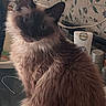 cat, fluffy, long_hair, color_point, blue_eyes, whiskers, ears, feline, pet, portrait, sitting, indoors, floral_wallpaper, bathroom, countertop, toiletries, cord, close_up, brown_fur, curious