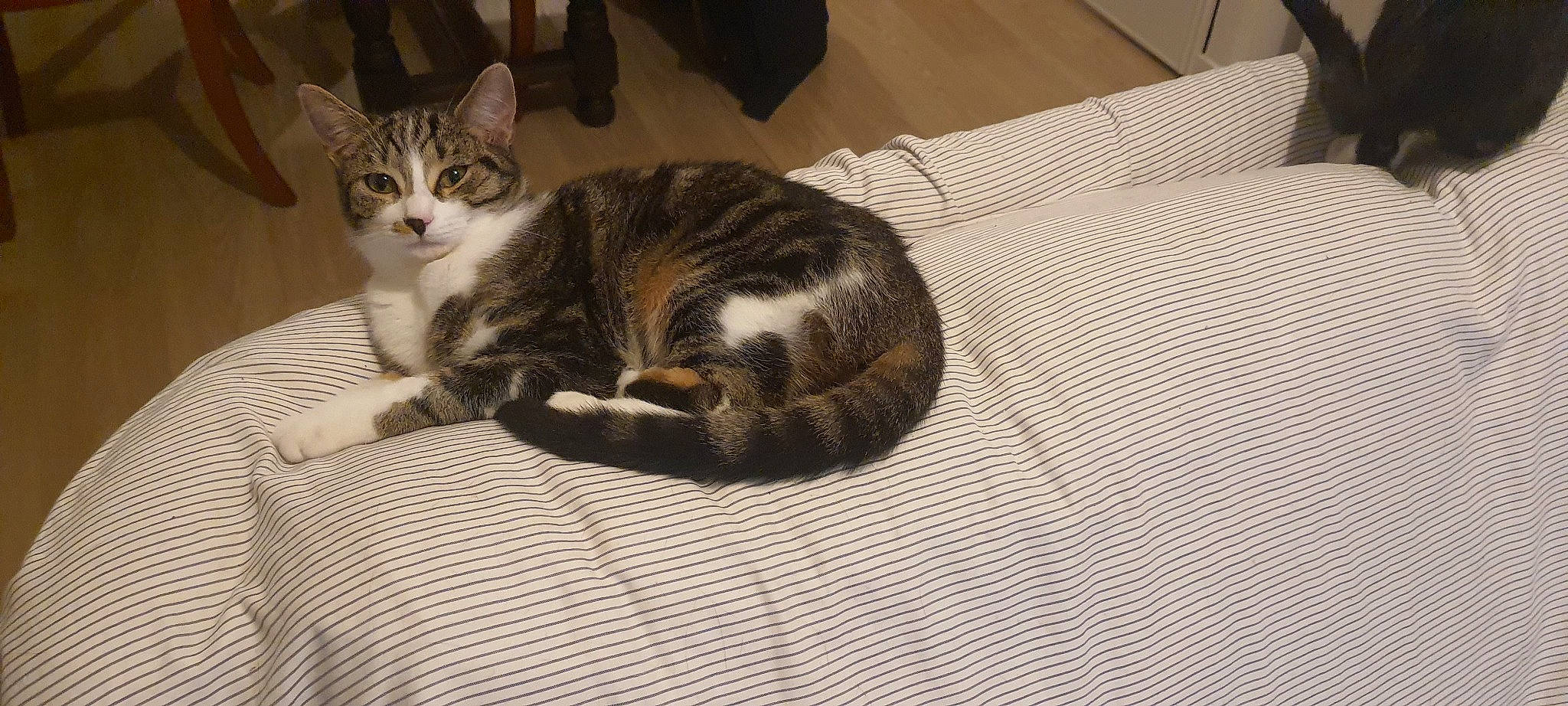 Grisette participe au concours pour gagner de l'argent avec cette photo : carnivore, cat, cat_supply, comfort, domestic_short_haired_cat, felidae, flooring, fur, grey, hardwood, linens, paw, pet_supply, room, small_to_medium_sized_cats, snout, table, tail, whiskers, wood