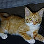 kitten, cat, orange_cat, white_paws, indoor, pet, animal, feline, curious, lying_down, whiskers, tabby, young_cat, domestic_cat, fur, small_animal, cute, resting, flash_reflection, closeup