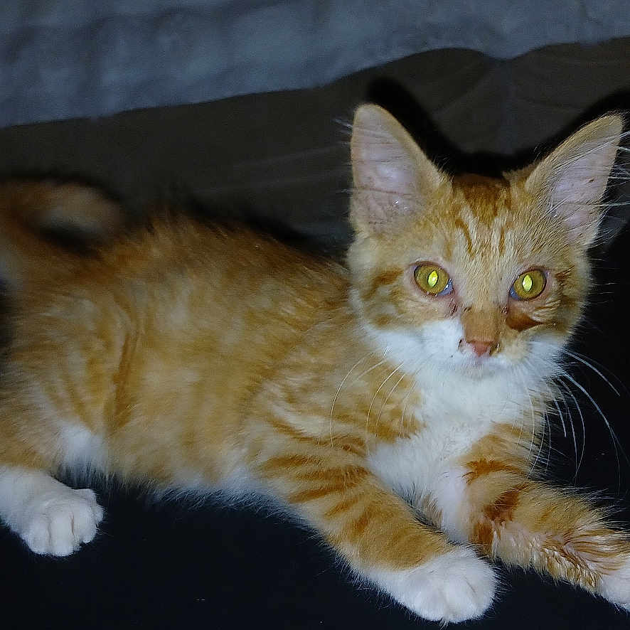 Sprinkler participe au concours pour gagner de l'argent avec cette photo : animal, cat, closeup, curious, cute, domestic_cat, feline, flash_reflection, fur, indoor, kitten, lying_down, orange_cat, pet, resting, small_animal, tabby, whiskers, white_paws, young_cat