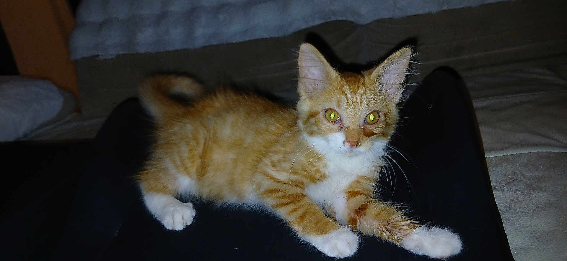 Sprinkler participe au concours pour gagner de l'argent avec cette photo : kitten, cat, orange_cat, white_paws, indoor, pet, animal, feline, curious, lying_down, whiskers, tabby, young_cat, domestic_cat, fur, small_animal, cute, resting, flash_reflection, closeup