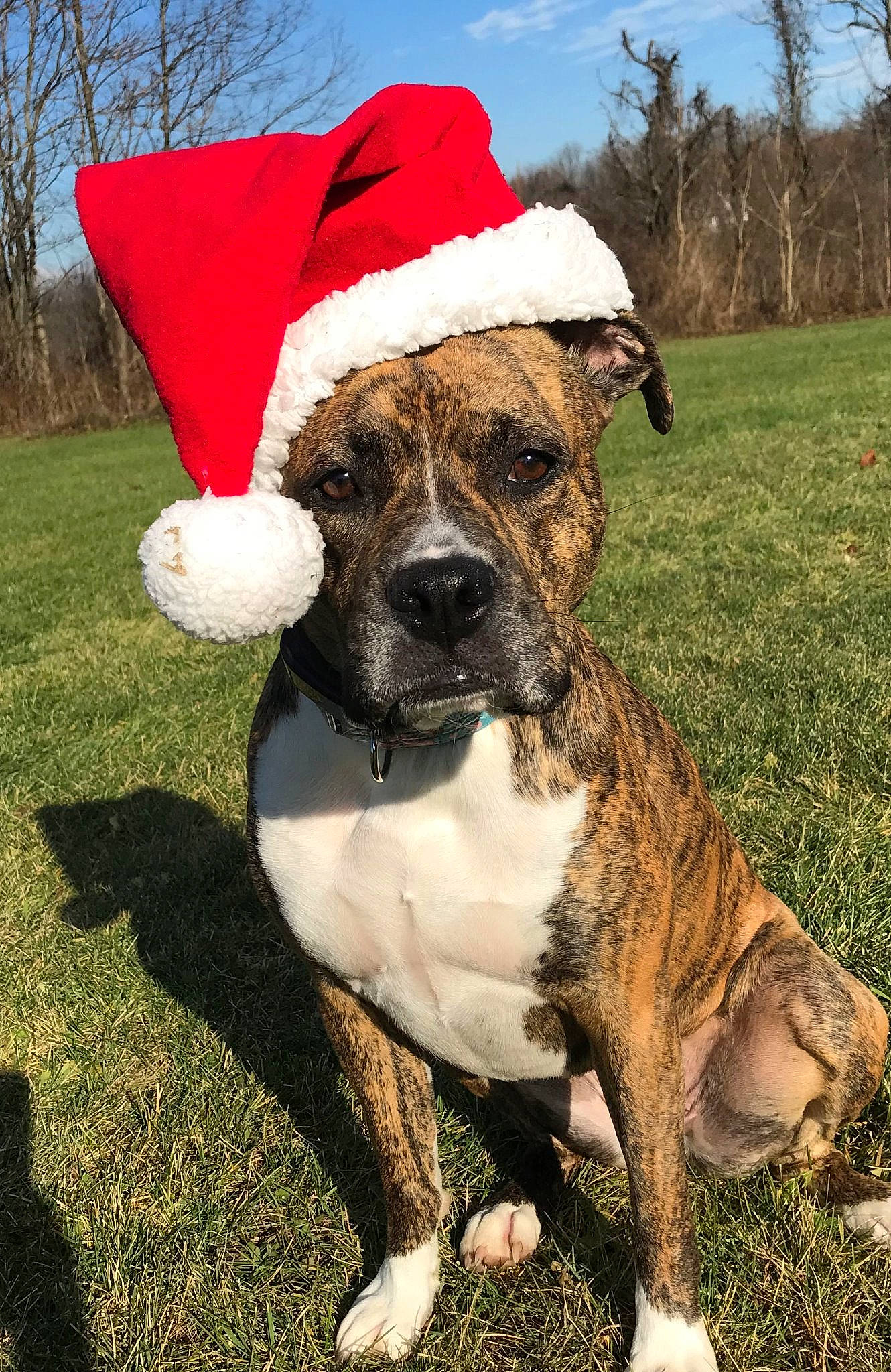 Georgia is registered to the contest to win money with this photo: american_bulldog, american_pit_bull_terrier, american_staffordshire_terrier, boxer, canidae, carnivore, catahoula_bulldog, companion_dog, dog, dog_breed, fawn, grass, mammal, non_sporting_group, rare_breed_dog, snout, sporting_group, tree, valley_bulldog, vertebrate