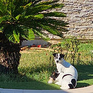 Scarlet participe au concours pour gagner de l'argent avec cette photo : dog, dogs, pool, grass, palm_tree, sunlight, outdoor, wall, stone_wall, greenery, pet, animal, nature, daylight, relaxing, companion, summer, canine, resting, landscape